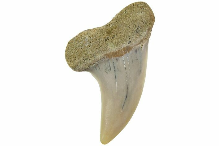 Fossil Shark Tooth (Carcharodon planus) - Bakersfield, CA #228927